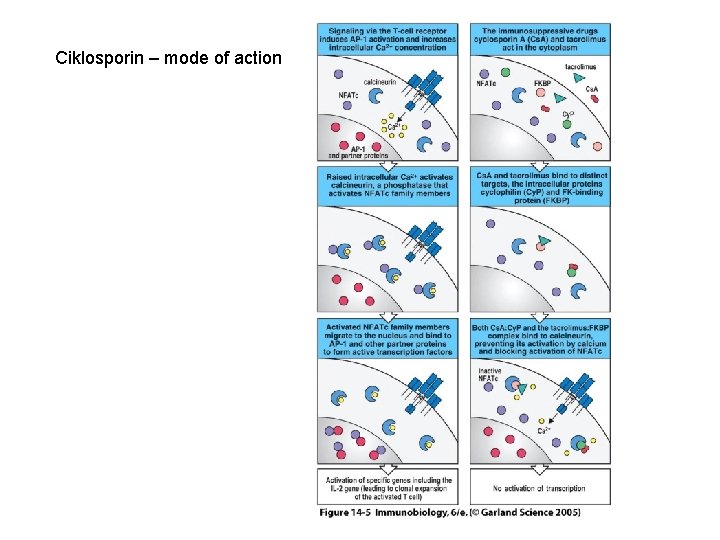 Ciklosporin – mode of action 