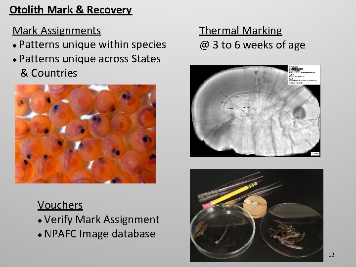 Otolith Mark & Recovery Mark Assignments ● Patterns unique within species ● Patterns unique