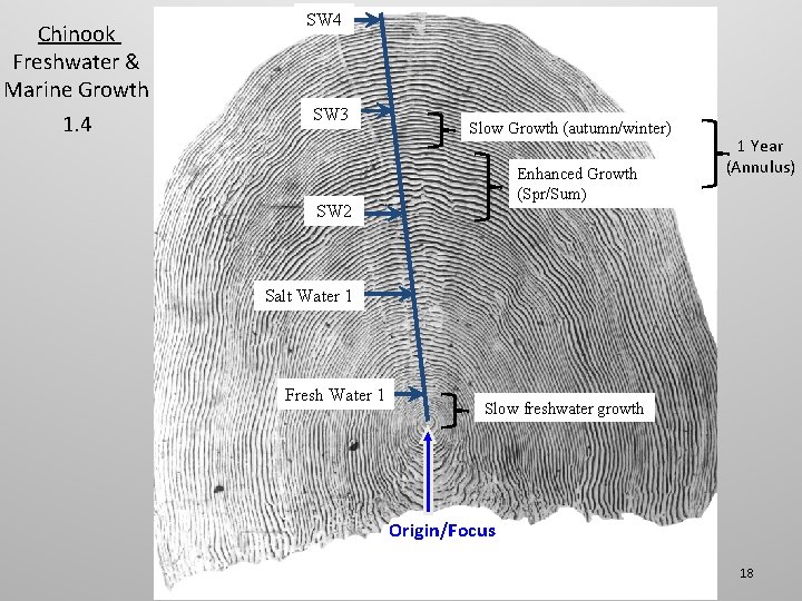 Chinook Freshwater & Marine Growth 1. 4 SW 3 Slow Growth (autumn/winter) Enhanced Growth