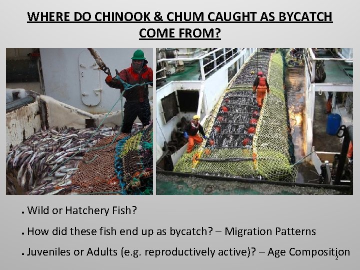 WHERE DO CHINOOK & CHUM CAUGHT AS BYCATCH COME FROM? ● Wild or Hatchery