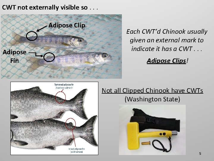 CWT not externally visible so. . . Adipose Clip Adipose Fin Each CWT’d Chinook