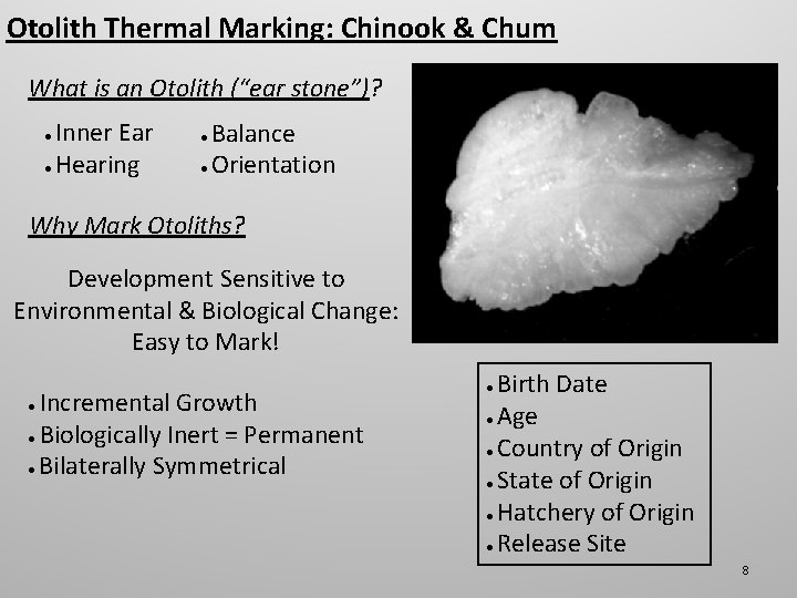 Otolith Thermal Marking: Chinook & Chum What is an Otolith (“ear stone”)? Inner Ear