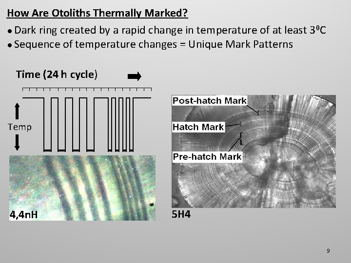 How Are Otoliths Thermally Marked? ● Dark ring created by a rapid change in