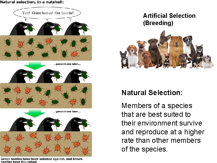 Artificial Selection (Breeding) Natural Selection: Members of a species that are best suited to