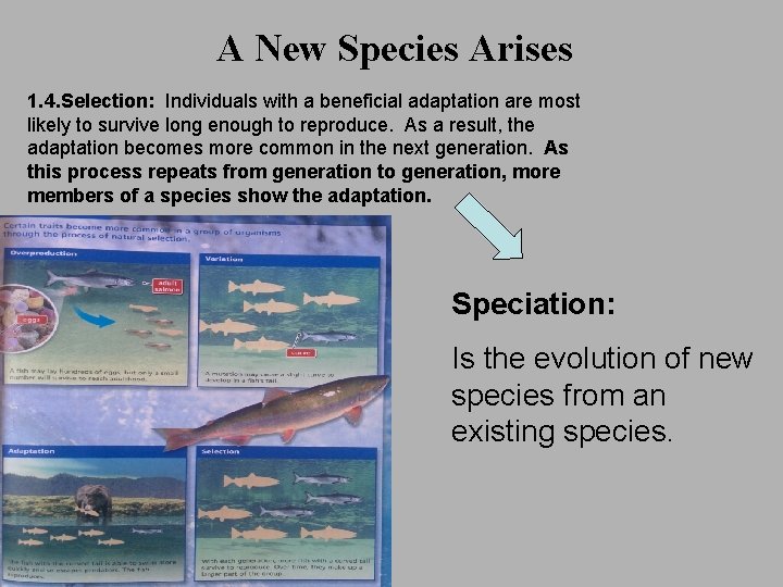 A New Species Arises 1. 4. Selection: Individuals with a beneficial adaptation are most