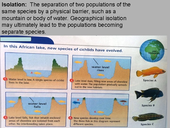 Isolation: The separation of two populations of the same species by a physical barrier,