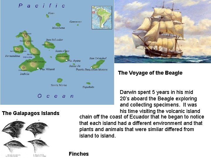 The Voyage of the Beagle The Galapagos Islands Darwin spent 5 years in his