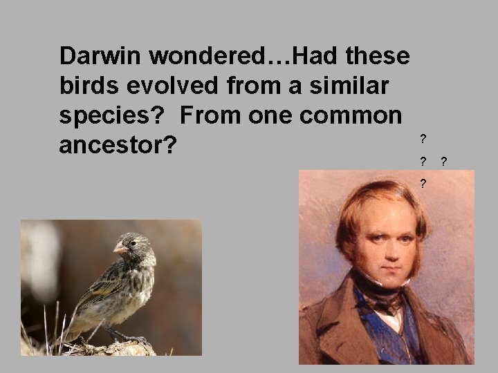 Darwin wondered…Had these birds evolved from a similar species? From one common ancestor? ?