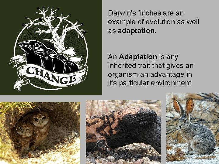 Darwin’s finches are an example of evolution as well as adaptation. An Adaptation is