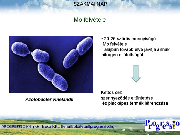 SZAKMAI NAP Mo felvétele ~20 -25 -szörös mennyiségű Mo felvétele Talajban tovább élve javítja