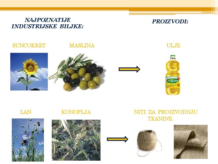 NAJPOZNATIJE INDUSTRIJSKE BILJKE: SUNCOKRET LAN MASLINA KONOPLJA PROIZVODI: ULJE NITI ZA PROIZVODNJU TKANINE 