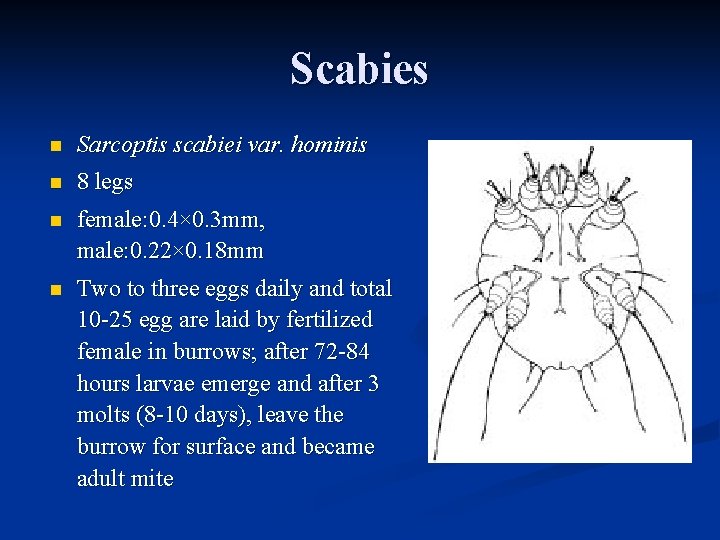 Scabies n Sarcoptis scabiei var. hominis n 8 legs n female: 0. 4× 0.