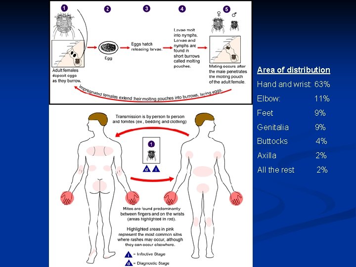 Area of distribution Hand wrist: 63% Elbow: 11% Feet 9% Genitalia 9% Buttocks 4%
