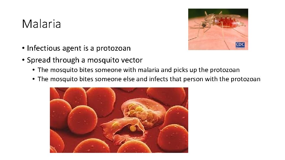 Malaria • Infectious agent is a protozoan • Spread through a mosquito vector •