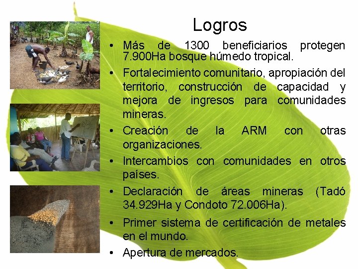 Logros • Más de 1300 beneficiarios protegen 7. 900 Ha bosque húmedo tropical. •