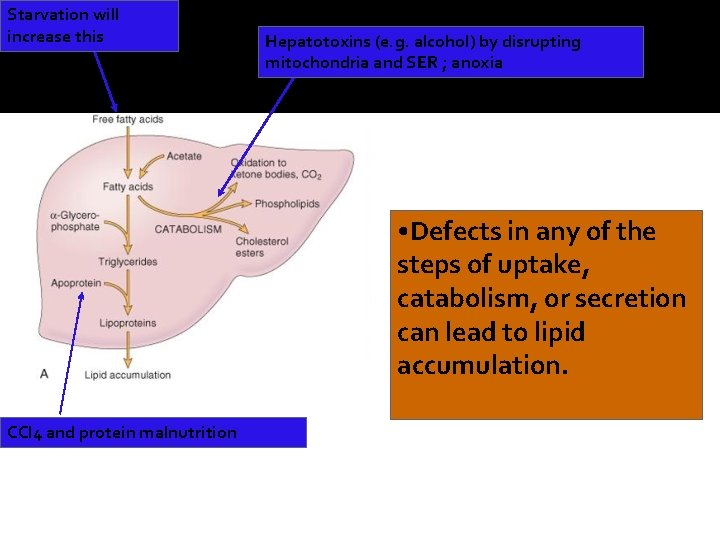 Starvation will increase this Hepatotoxins (e. g. alcohol) by disrupting mitochondria and SER ;