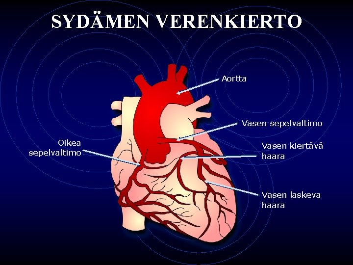 SYDÄMEN VERENKIERTO Aortta Vasen sepelvaltimo Oikea sepelvaltimo Vasen kiertävä haara Vasen laskeva haara 