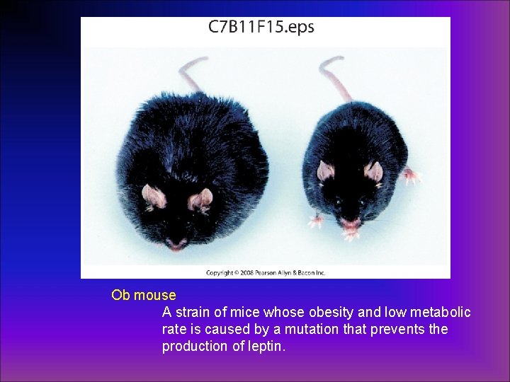 Ob mouse A strain of mice whose obesity and low metabolic rate is caused