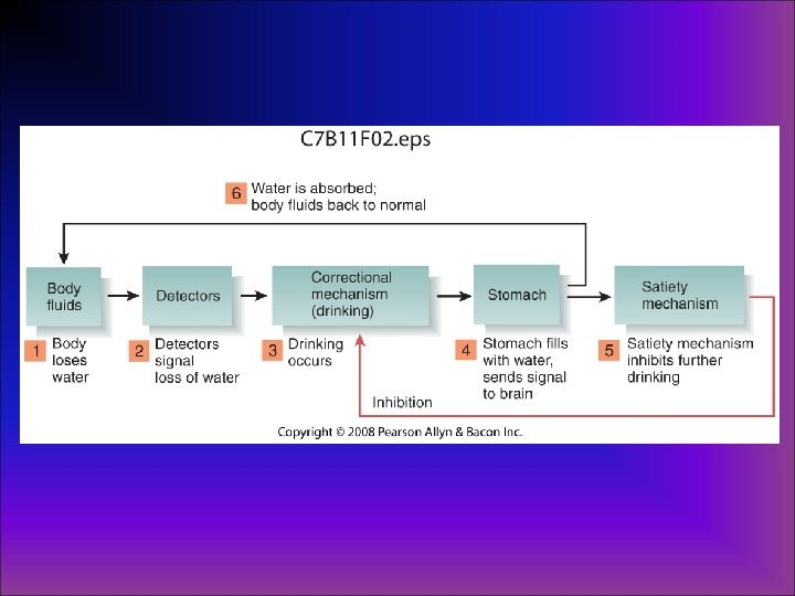 Chapter 12 Ingestive Behavior Drinking a fluid compartments