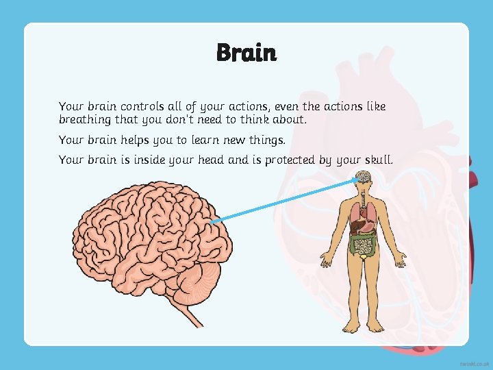 Brain Your brain controls all of your actions, even the actions like breathing that