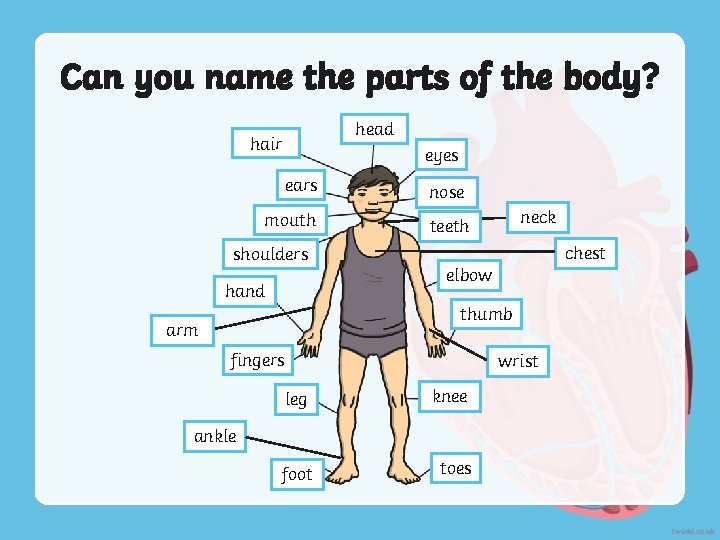 Can you name the parts of the body? head hair eyes ears nose mouth
