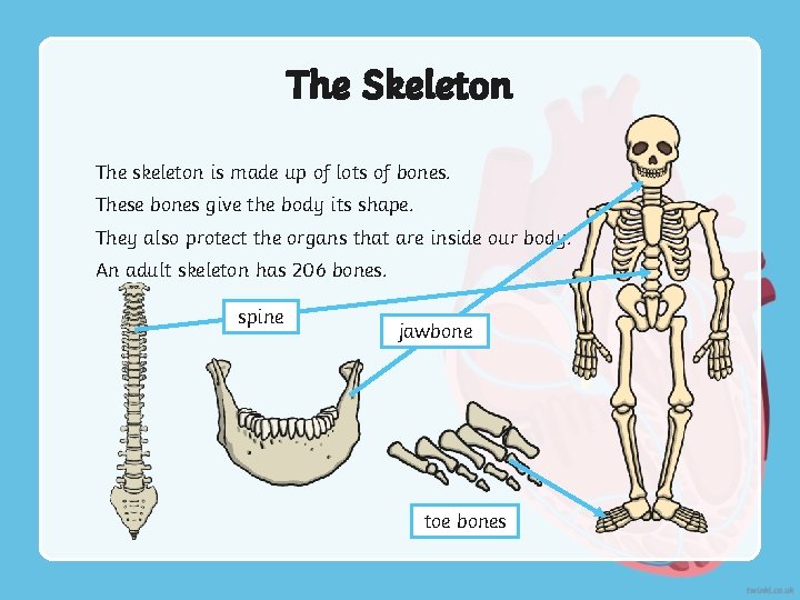 The Skeleton The skeleton is made up of lots of bones. These bones give