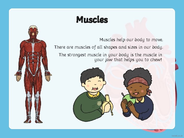 Muscles help our body to move. There are muscles of all shapes and sizes