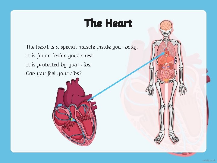 The Heart The heart is a special muscle inside your body. It is found