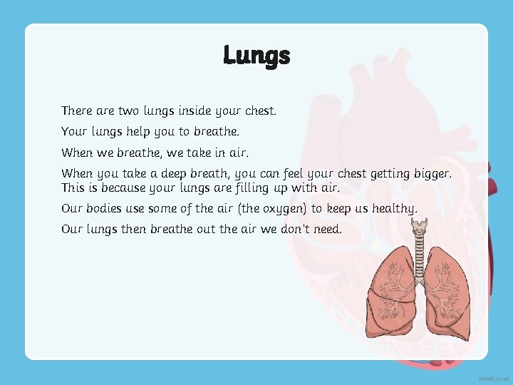Lungs There are two lungs inside your chest. Your lungs help you to breathe.