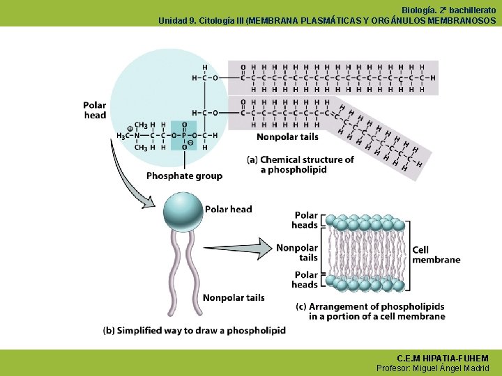 Biología. 2º bachillerato Unidad 9. Citología III (MEMBRANA PLASMÁTICAS Y ORGÁNULOS MEMBRANOSOS C. E.