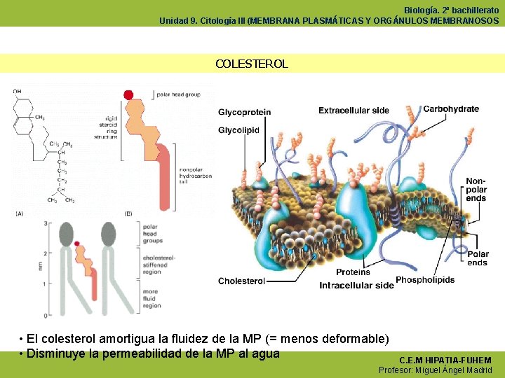 Biología. 2º bachillerato Unidad 9. Citología III (MEMBRANA PLASMÁTICAS Y ORGÁNULOS MEMBRANOSOS COLESTEROL •