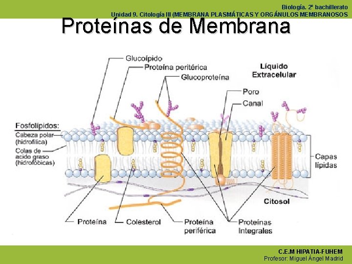 Biología. 2º bachillerato Unidad 9. Citología III (MEMBRANA PLASMÁTICAS Y ORGÁNULOS MEMBRANOSOS Proteínas de