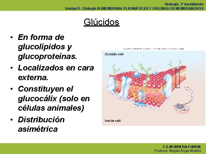 Biología. 2º bachillerato Unidad 9. Citología III (MEMBRANA PLASMÁTICAS Y ORGÁNULOS MEMBRANOSOS Glúcidos •