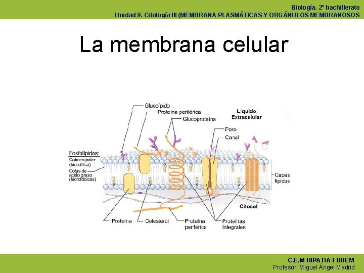Biología. 2º bachillerato Unidad 9. Citología III (MEMBRANA PLASMÁTICAS Y ORGÁNULOS MEMBRANOSOS La membrana
