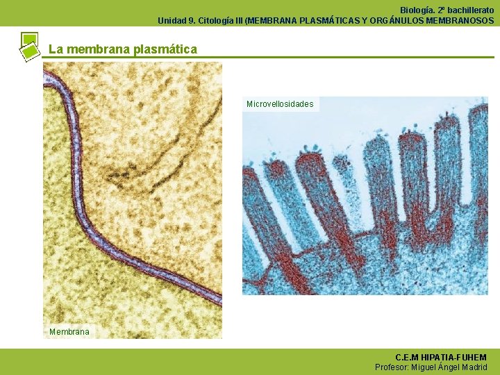 Biología. 2º bachillerato Unidad 9. Citología III (MEMBRANA PLASMÁTICAS Y ORGÁNULOS MEMBRANOSOS La membrana