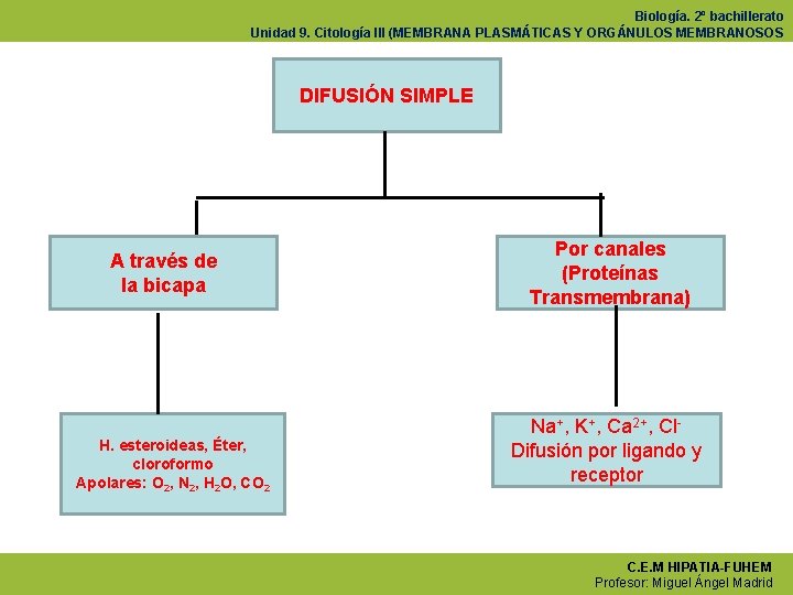 Biología. 2º bachillerato Unidad 9. Citología III (MEMBRANA PLASMÁTICAS Y ORGÁNULOS MEMBRANOSOS DIFUSIÓN SIMPLE