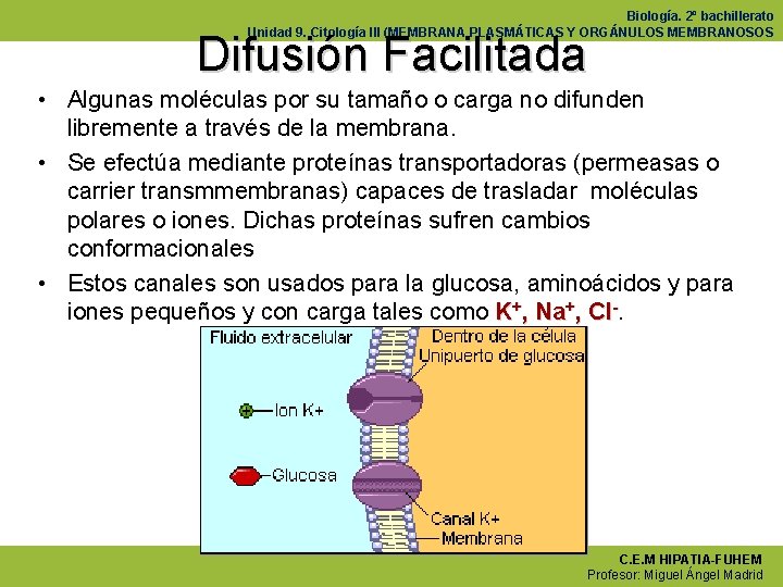 Biología. 2º bachillerato Unidad 9. Citología III (MEMBRANA PLASMÁTICAS Y ORGÁNULOS MEMBRANOSOS Difusión Facilitada