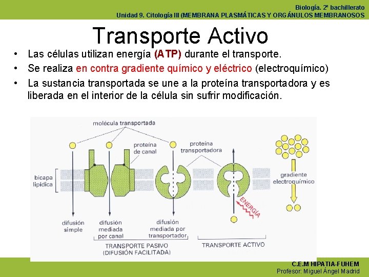 Biología. 2º bachillerato Unidad 9. Citología III (MEMBRANA PLASMÁTICAS Y ORGÁNULOS MEMBRANOSOS Transporte Activo