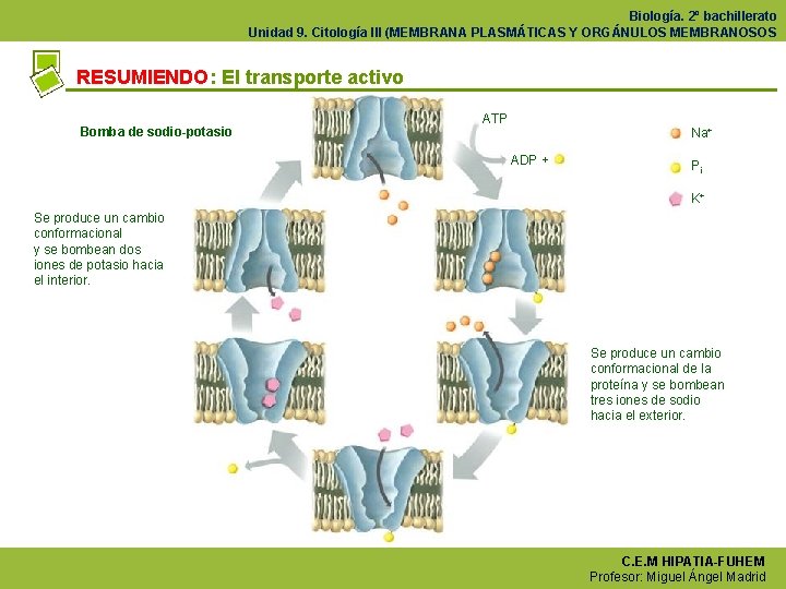 Biología. 2º bachillerato Unidad 9. Citología III (MEMBRANA PLASMÁTICAS Y ORGÁNULOS MEMBRANOSOS RESUMIENDO: El