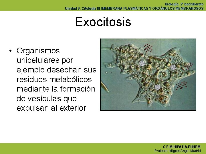 Biología. 2º bachillerato Unidad 9. Citología III (MEMBRANA PLASMÁTICAS Y ORGÁNULOS MEMBRANOSOS Exocitosis •