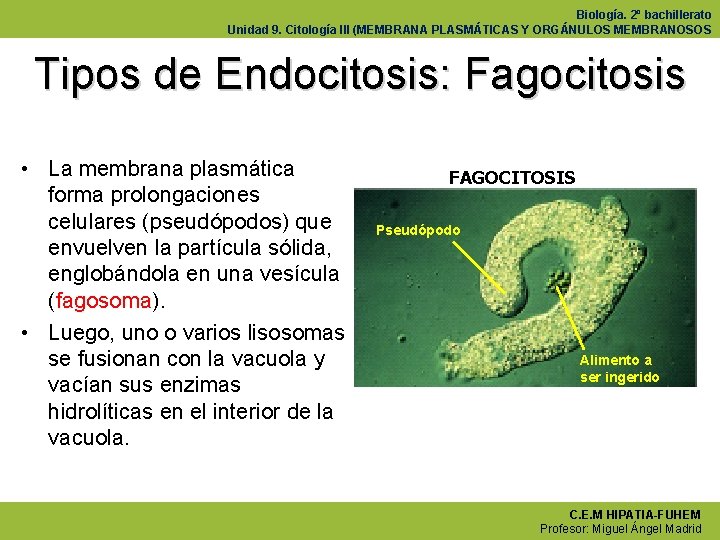 Biología. 2º bachillerato Unidad 9. Citología III (MEMBRANA PLASMÁTICAS Y ORGÁNULOS MEMBRANOSOS Tipos de