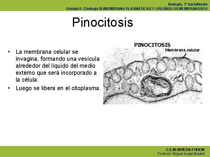 Biología. 2º bachillerato Unidad 9. Citología III (MEMBRANA PLASMÁTICAS Y ORGÁNULOS MEMBRANOSOS Pinocitosis PINOCITOSIS