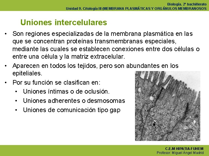 Biología. 2º bachillerato Unidad 9. Citología III (MEMBRANA PLASMÁTICAS Y ORGÁNULOS MEMBRANOSOS Uniones intercelulares