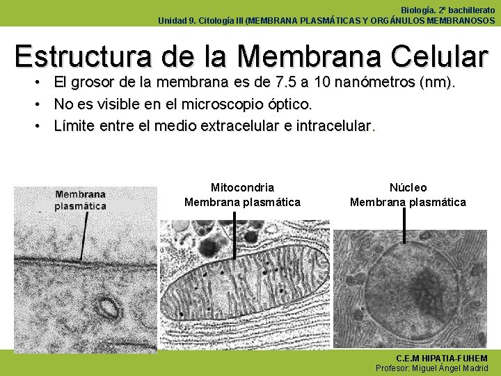 Biología. 2º bachillerato Unidad 9. Citología III (MEMBRANA PLASMÁTICAS Y ORGÁNULOS MEMBRANOSOS Estructura de