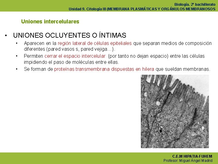 Biología. 2º bachillerato Unidad 9. Citología III (MEMBRANA PLASMÁTICAS Y ORGÁNULOS MEMBRANOSOS Uniones intercelulares