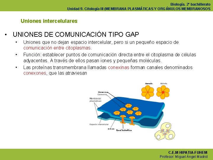 Biología. 2º bachillerato Unidad 9. Citología III (MEMBRANA PLASMÁTICAS Y ORGÁNULOS MEMBRANOSOS Uniones intercelulares