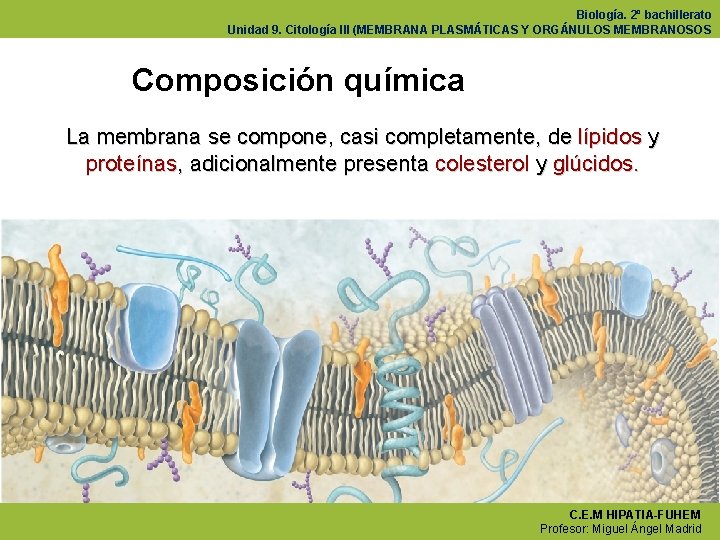 Biología. 2º bachillerato Unidad 9. Citología III (MEMBRANA PLASMÁTICAS Y ORGÁNULOS MEMBRANOSOS Composición química