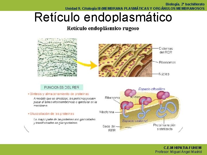 Biología. 2º bachillerato Unidad 9. Citología III (MEMBRANA PLASMÁTICAS Y ORGÁNULOS MEMBRANOSOS Retículo endoplasmático