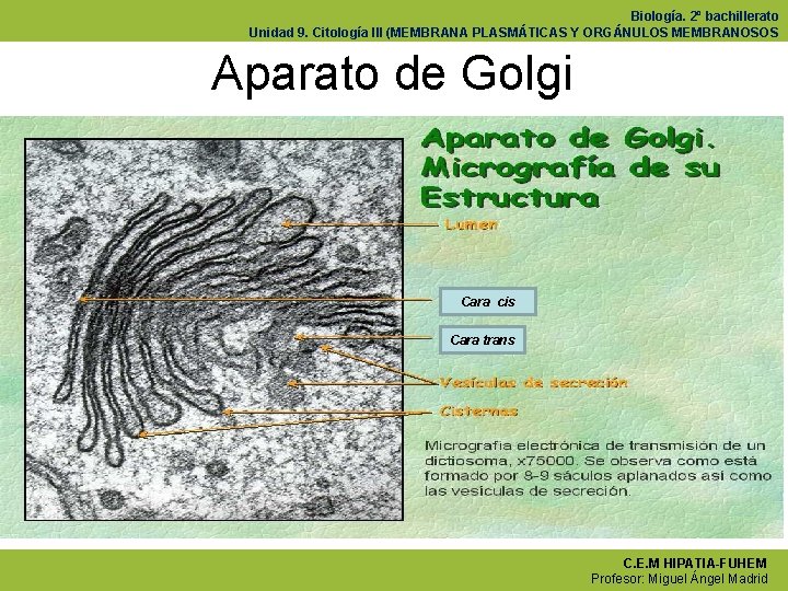 Biología. 2º bachillerato Unidad 9. Citología III (MEMBRANA PLASMÁTICAS Y ORGÁNULOS MEMBRANOSOS Aparato de