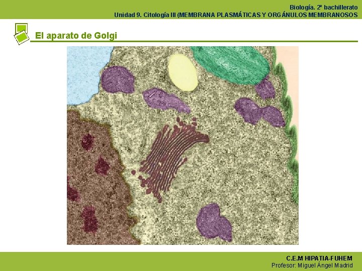 Biología. 2º bachillerato Unidad 9. Citología III (MEMBRANA PLASMÁTICAS Y ORGÁNULOS MEMBRANOSOS El aparato